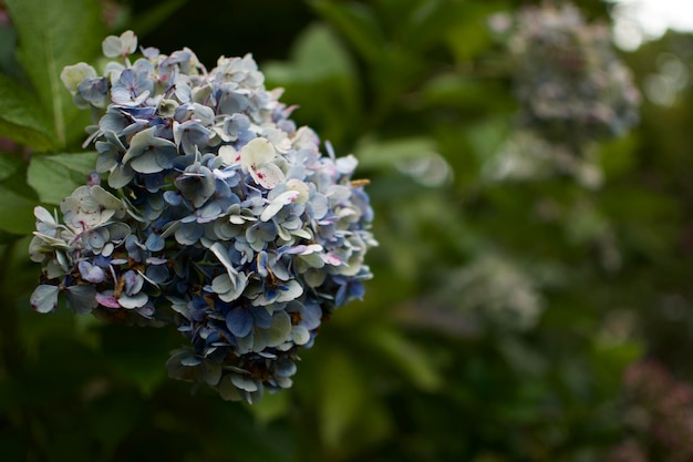 Photo close-up of purple hydrangea plant