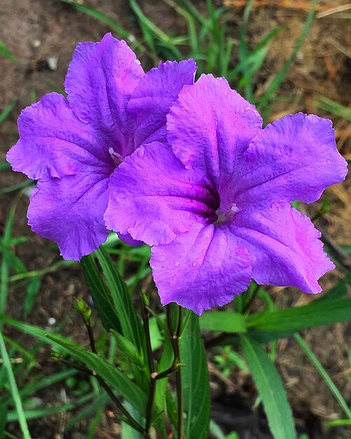 Close-up of purple iris blooming in field