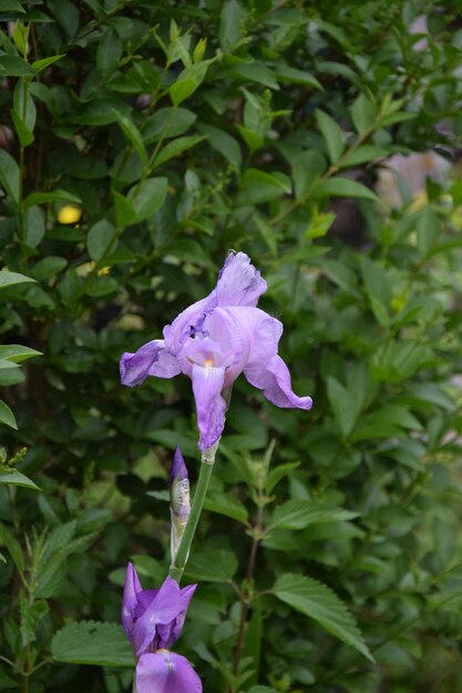 Close-up of purple iris blooming outdoors