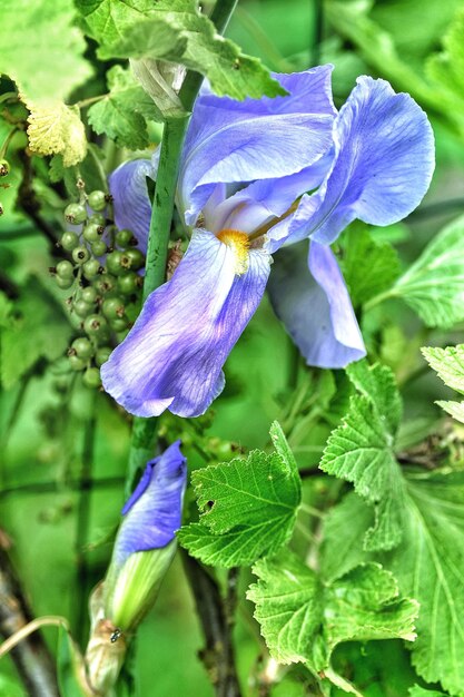 Close-up of purple iris blooming outdoors