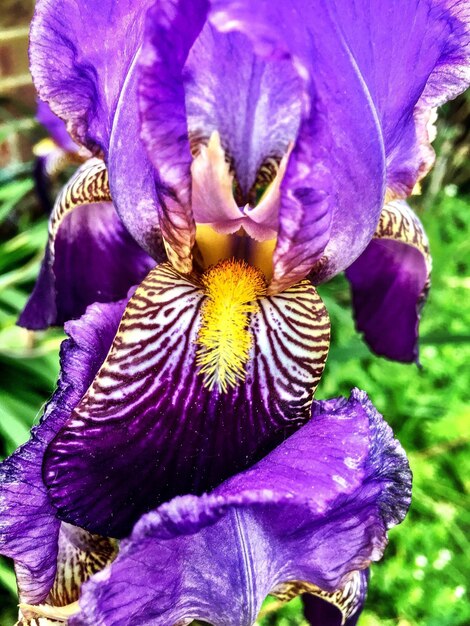 Close-up of purple iris blooming outdoors