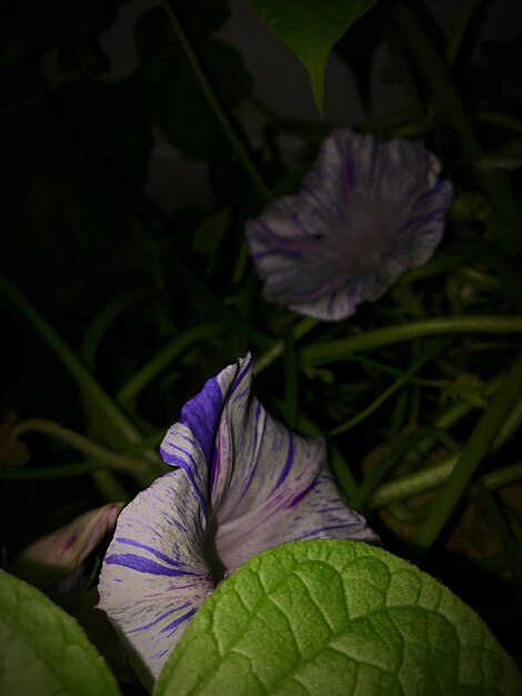 Foto close-up di iris viola in fiore all'aperto