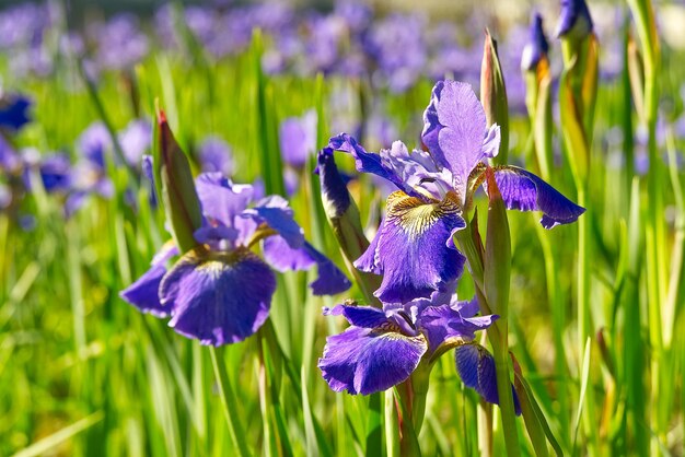 Foto prossimo piano del fiore di iris viola sul campo