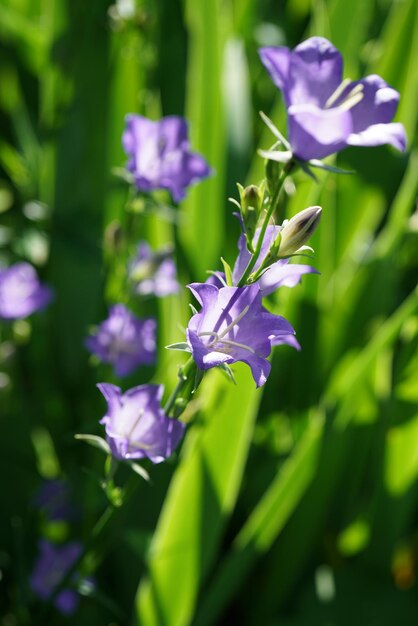 Foto prossimo piano del fiore di iris viola sul campo
