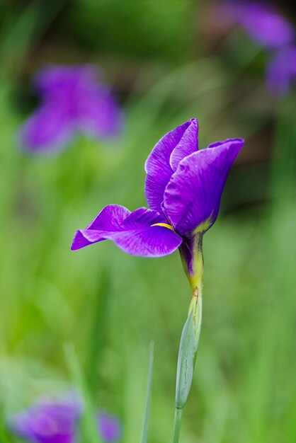 Close-up of purple iris flower