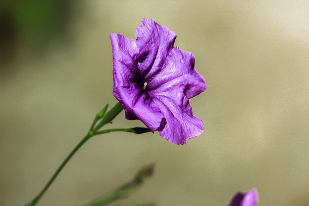 Foto prossimo piano del fiore di iris viola