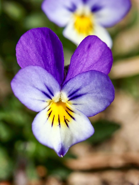 Foto prossimo piano del fiore di iris viola