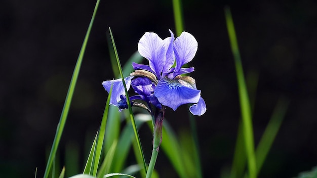 Photo close-up of purple iris flower