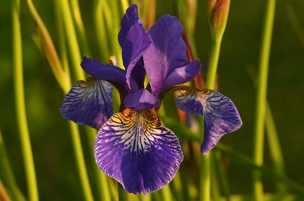 Photo close-up of purple iris flower