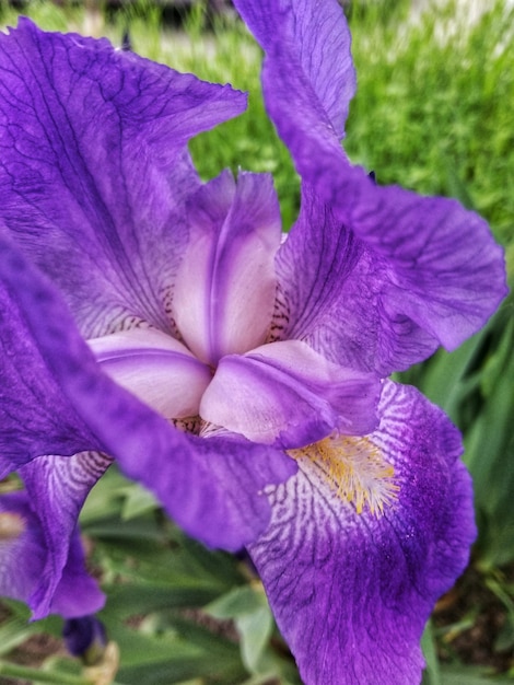 Close-up of purple iris flower