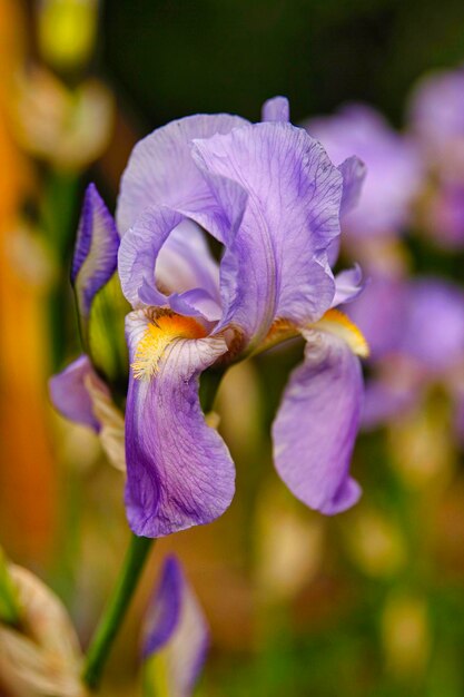 Foto prossimo piano del fiore di iris viola