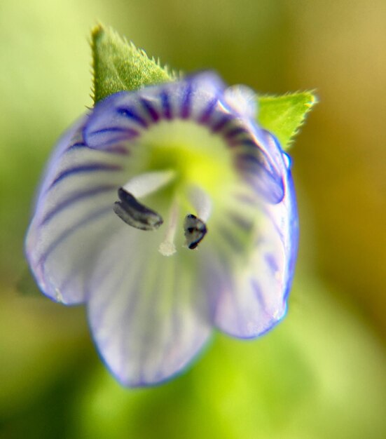 Foto prossimo piano del fiore di iris viola