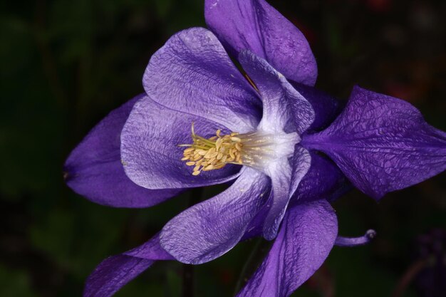 Photo close-up of purple iris flower