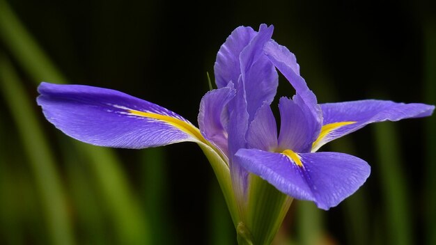 Photo close-up of purple iris flower