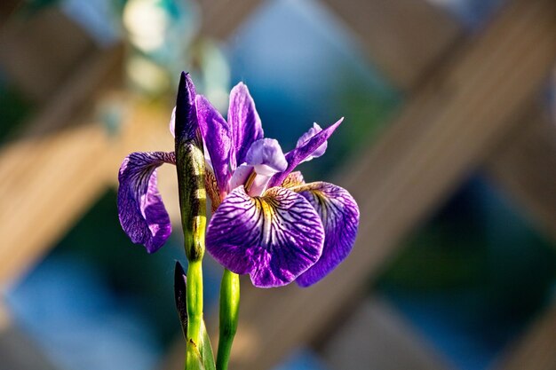 Foto prossimo piano del fiore di iris viola