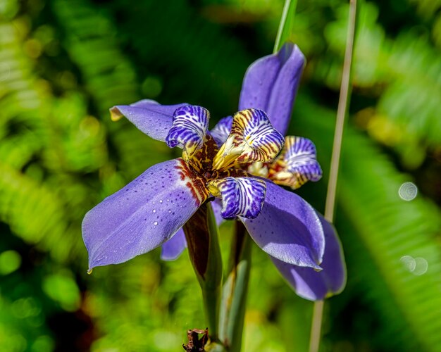 Photo close-up of purple iris flower