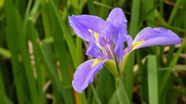 Foto prossimo piano del fiore di iris viola