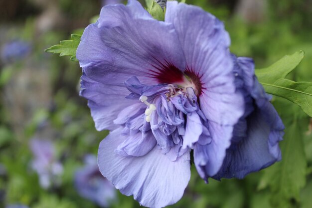 Photo close-up of purple iris flower