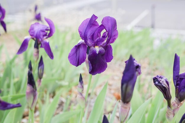 Close-up of purple iris flowers on field