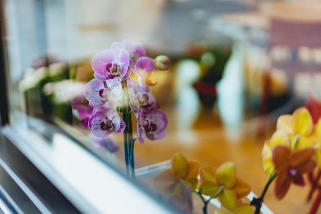 Photo close-up of purple iris flowers seen through window