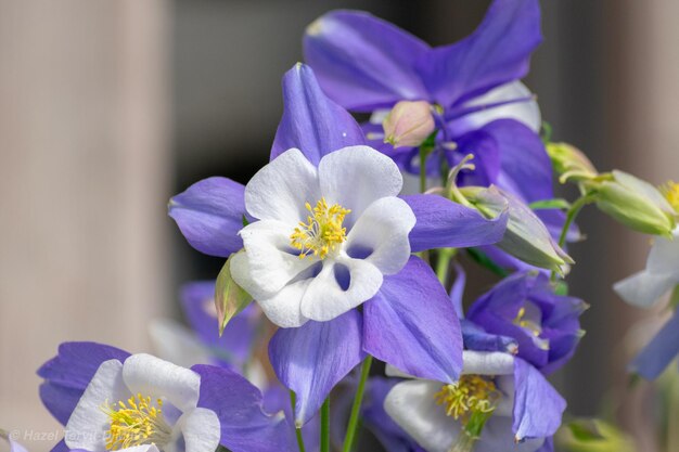 Close-up of purple iris flowers