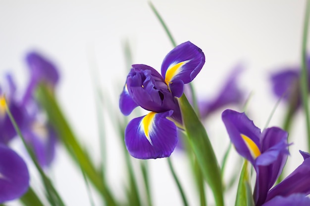 Close-up of purple iris flowers