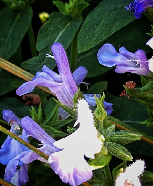 Close-up of purple iris flowers