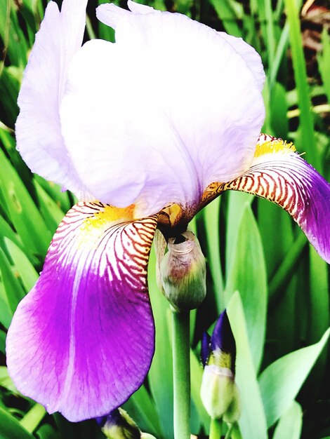 Close-up of purple iris