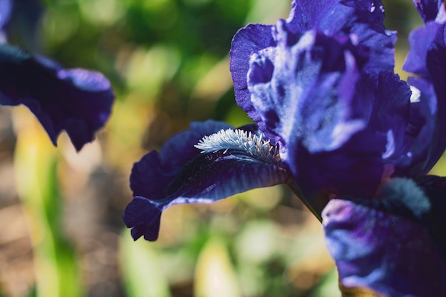 Photo close-up of purple iris