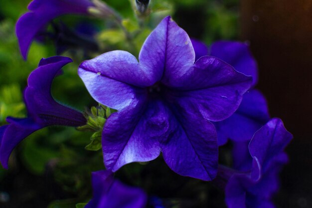 Close-up of purple iris