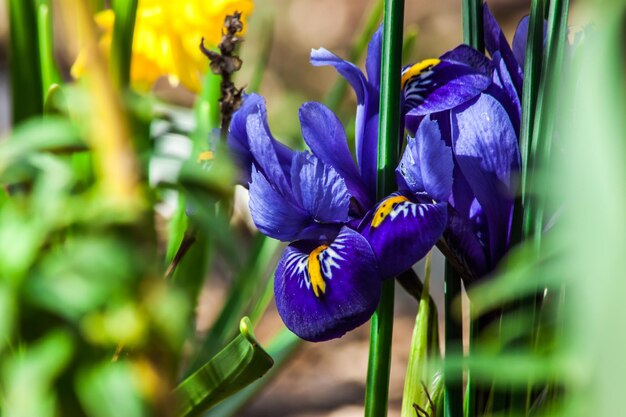 Foto prossimo piano dell'iride viola