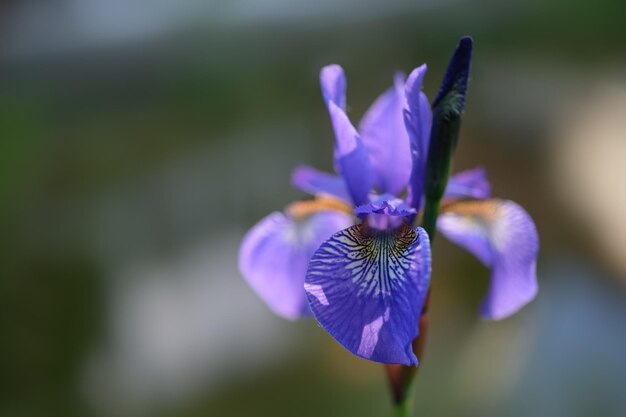 Photo close-up of purple iris