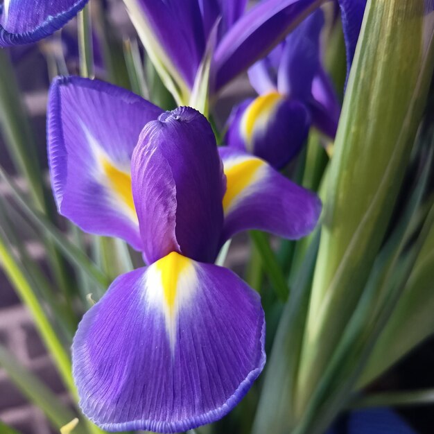 Close-up of purple iris