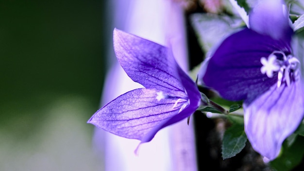 Foto prossimo piano dell'iride viola