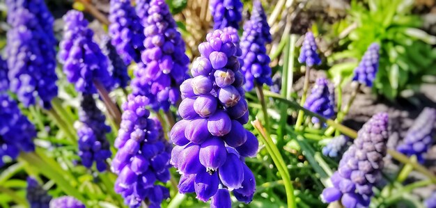 Close-up of purple lavender flowers in field