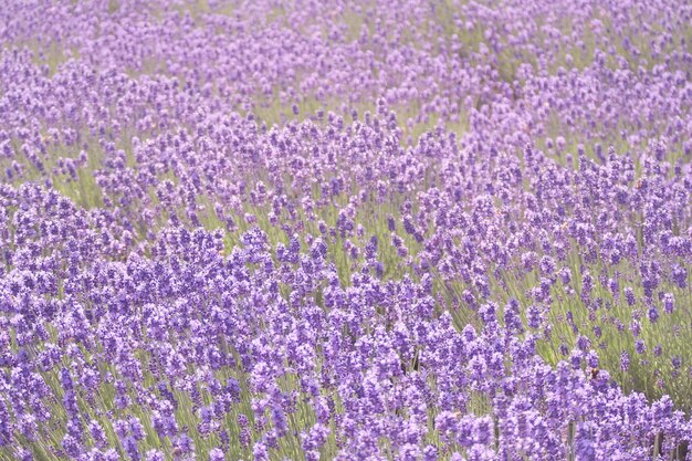 Close-up of purple lavender flowers in field