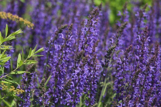 Photo close-up of purple lavender flowers on field