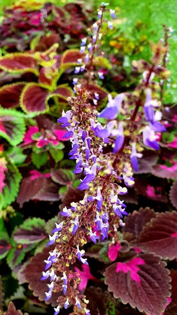 Close-up of purple lavender flowers