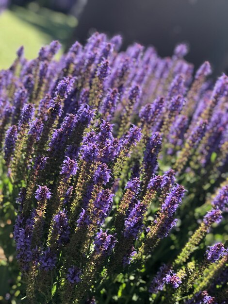 Photo close-up of purple lavender serenity