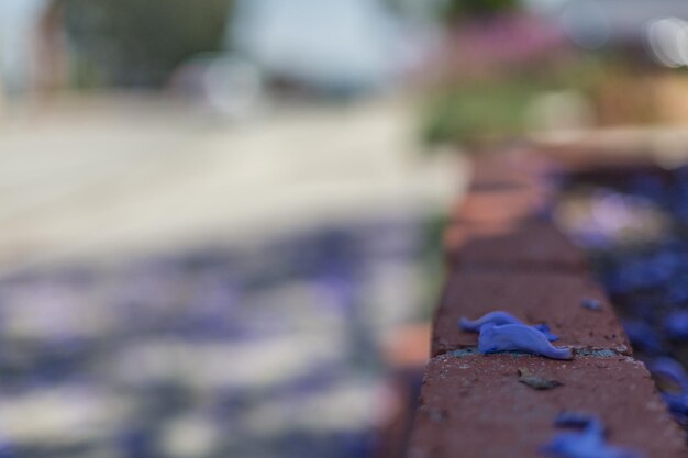 Close-up of purple leaf