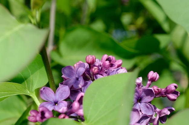 A close up of a purple lilac flower