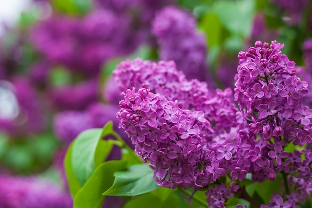 A close up of purple lilac flowers