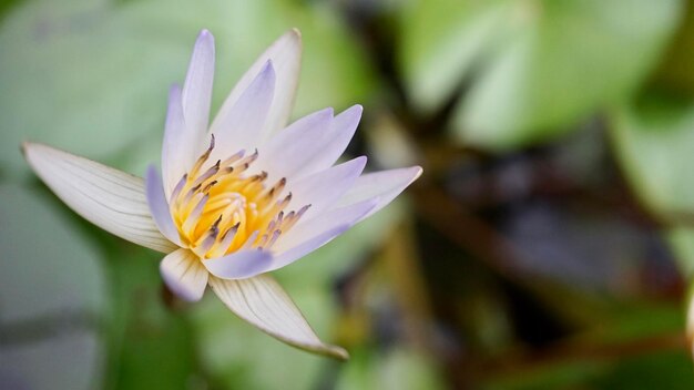 Close-up of purple lily