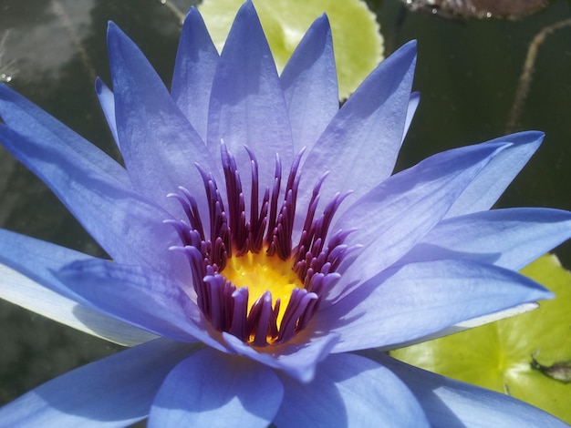 Photo close-up of purple lotus blooming on pond