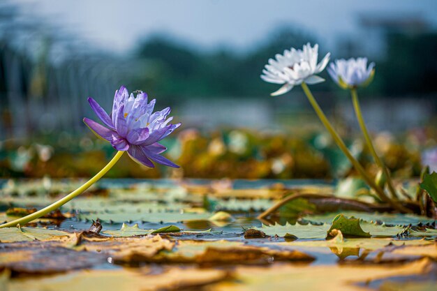 Photo close-up of purple lotus water lily