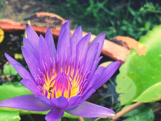 Close-up of purple lotus water lily