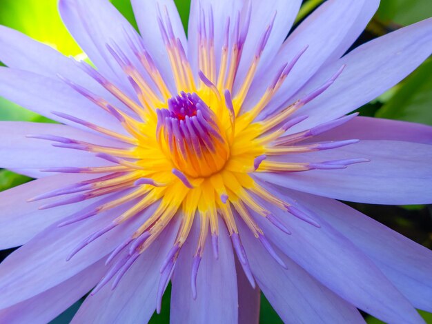 Close-up of purple lotus