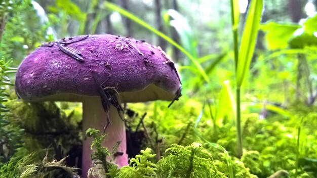 Photo close-up of purple mushroom growing on field