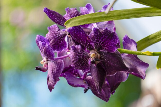 A close up of a purple orchid flower