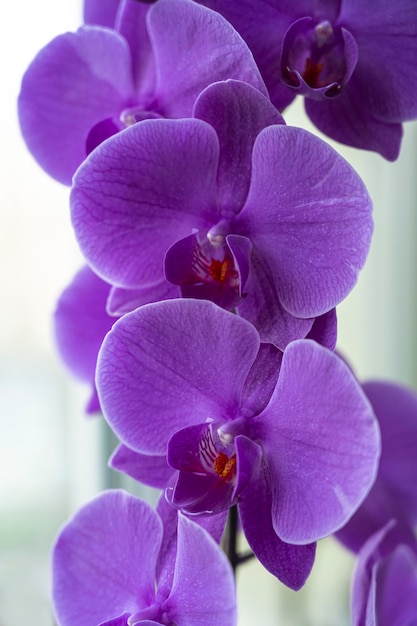 Крупный план фиолетового цветка орхидеи